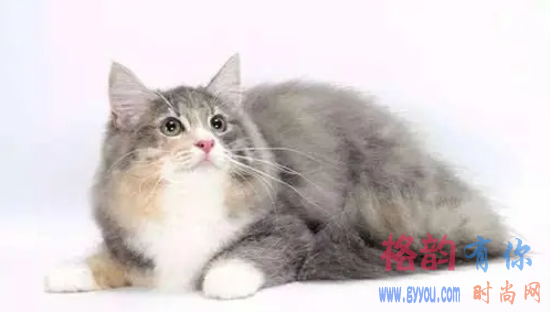 褴褛猫发烧怎么办？能吃什么药啊？