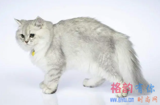 褴褛猫发烧怎么办？能吃什么药啊？