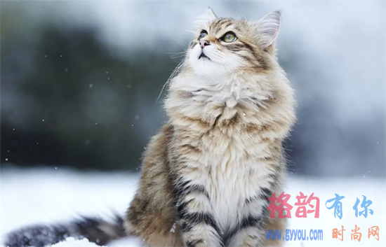 褴褛猫不听话，你要这样训练它！