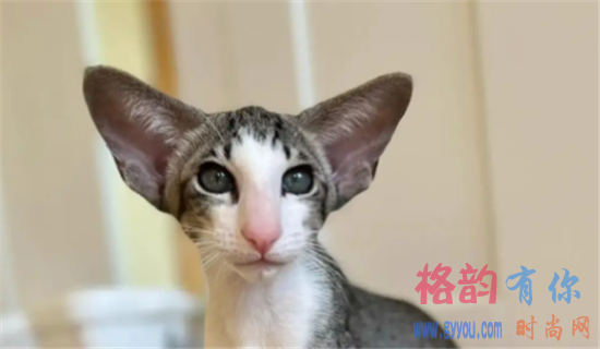 东方短毛猫性格优缺点