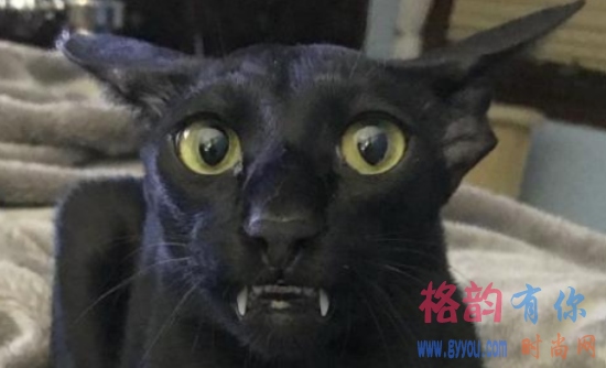 东方短毛猫好养吗