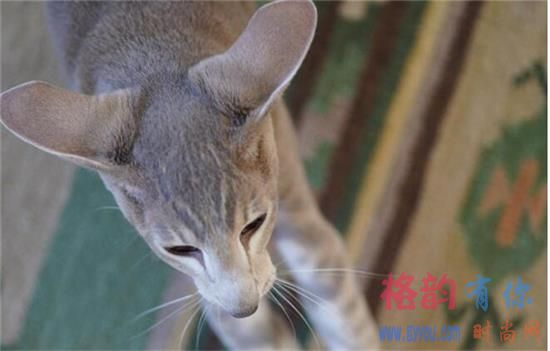 东方短毛猫生病怎么护理