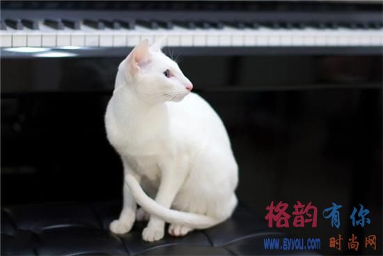 东方短毛猫为什么要绝育