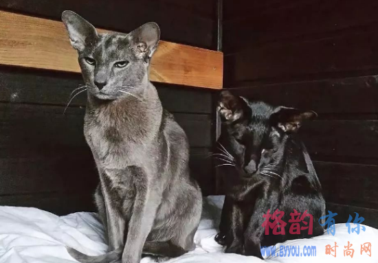 东方短毛猫怎么养？